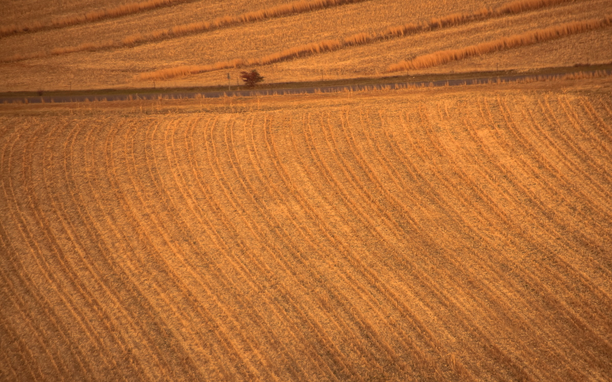 After harvest Zen