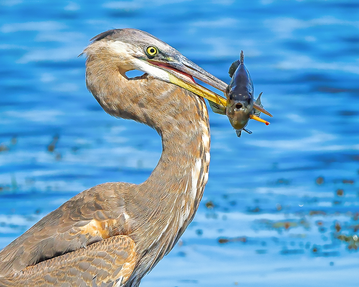 Spear Fishing