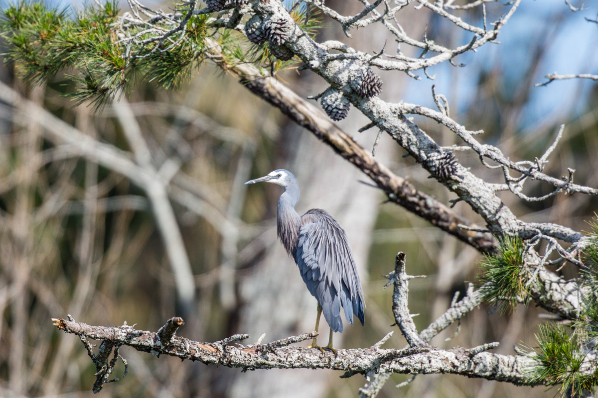 Just Resting Heron This Branch