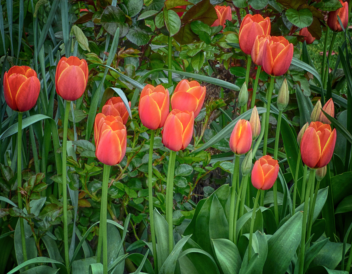 Tulips