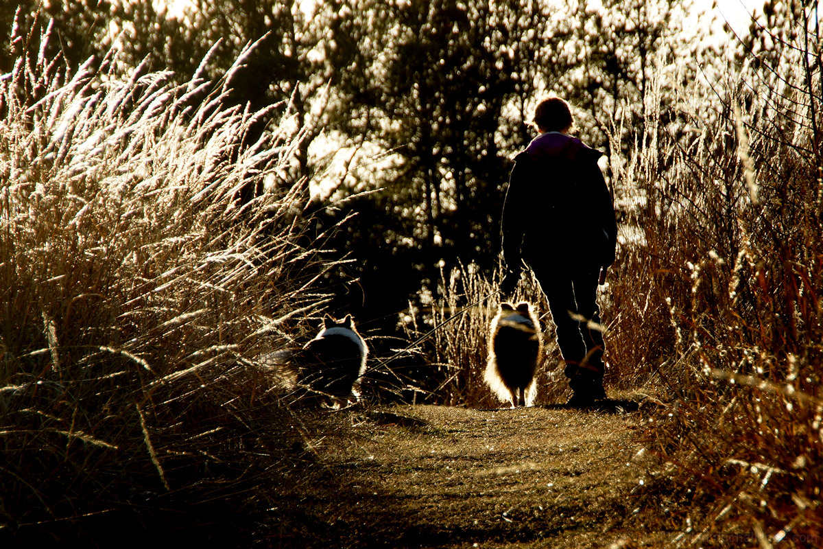 Late Day Stroll