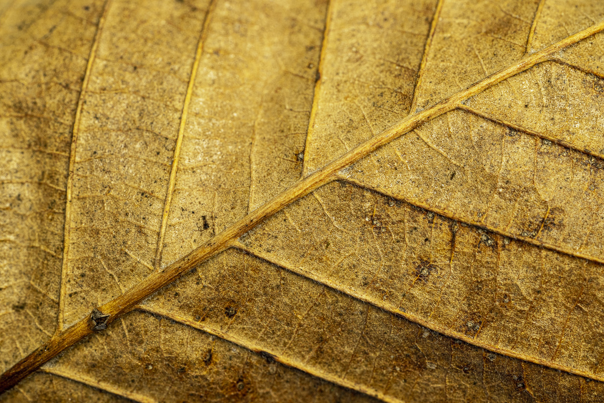 Leaf