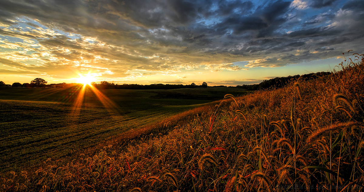 Fertile Fields