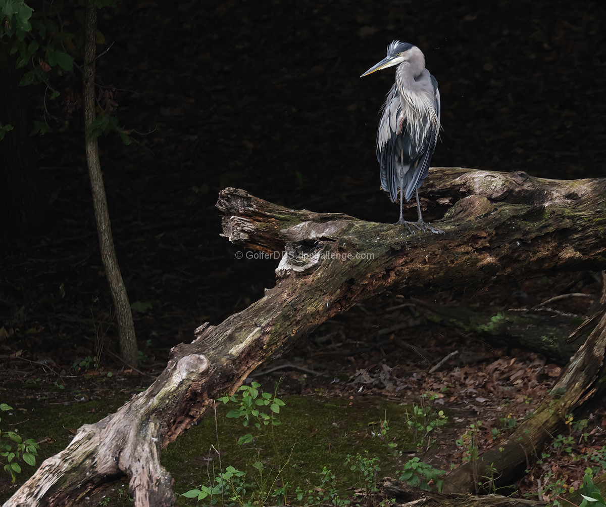 Perched