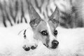 the best therapist has fur and four legs