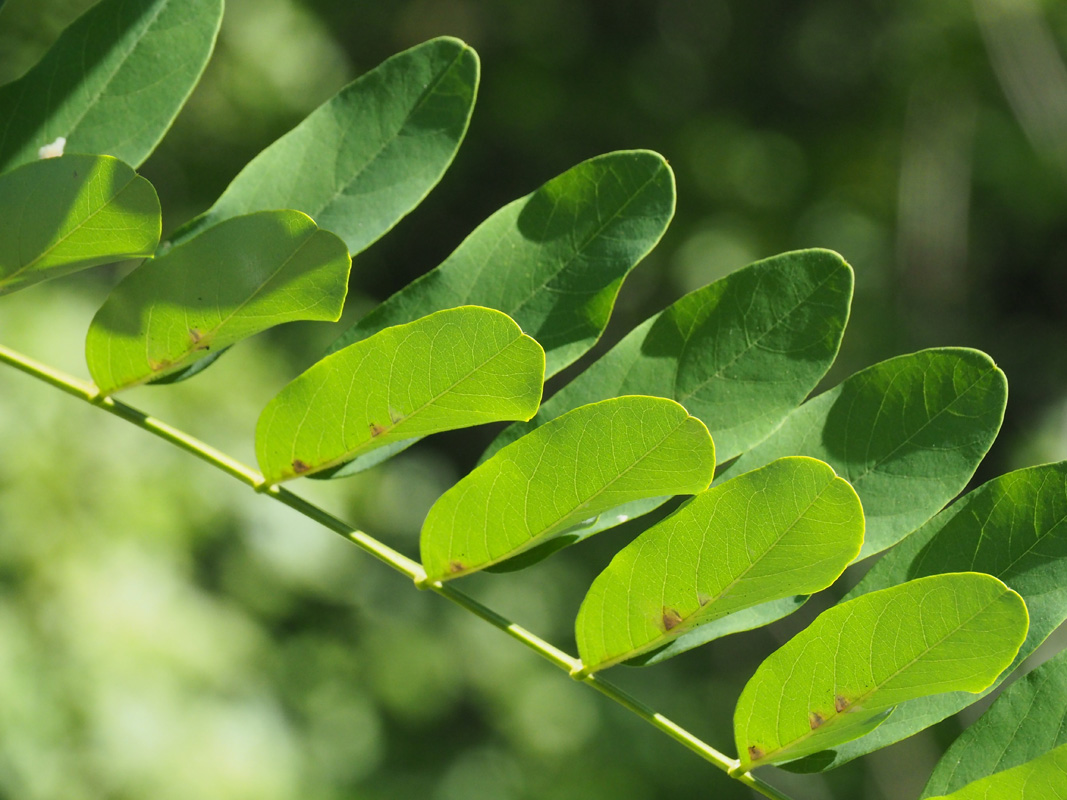 Green Leaves