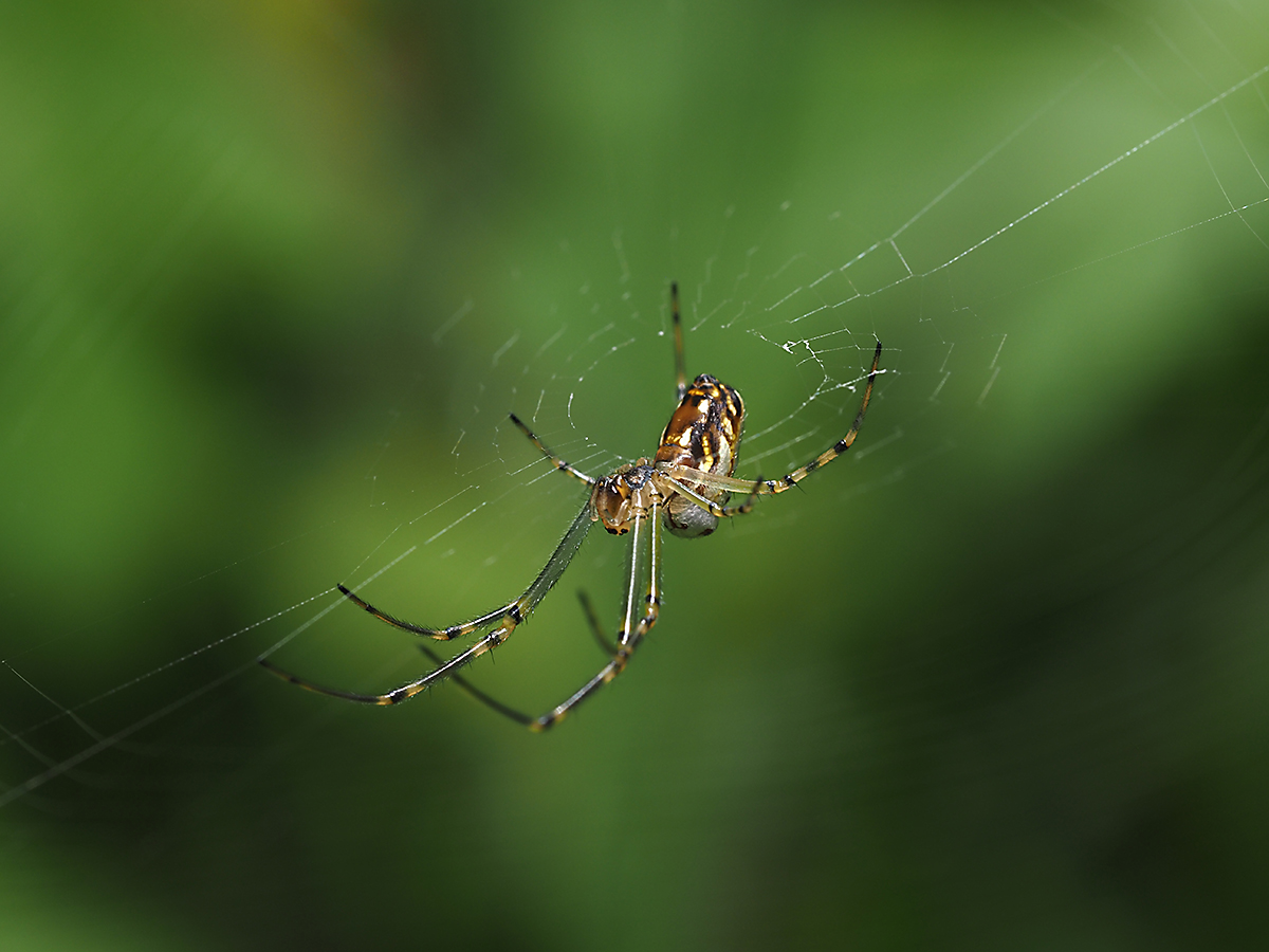 Orb-weaver spider in the grass