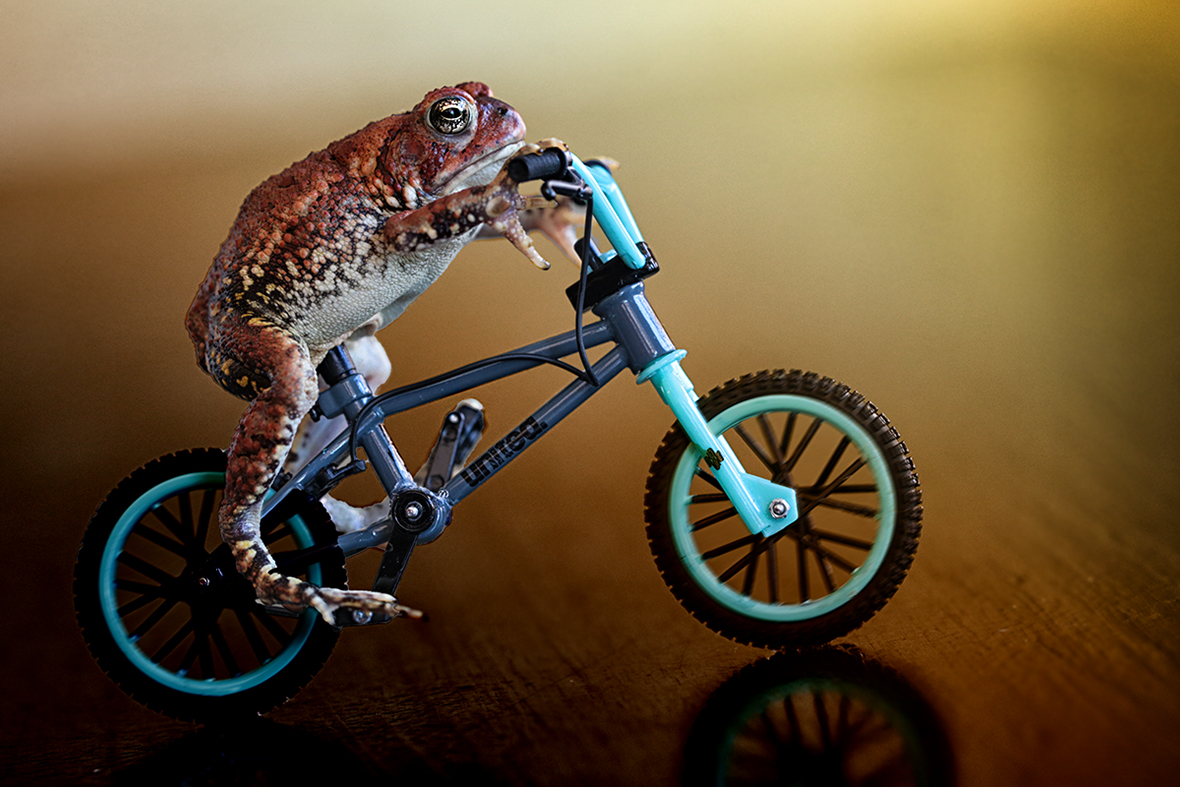 Just a Toad.  Pedaling a Bike.