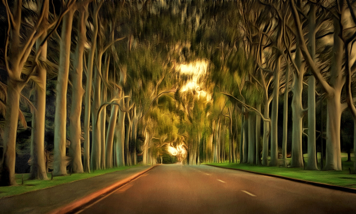 Tree lined avenue