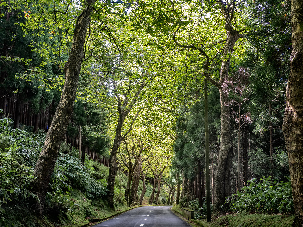 Under green canopy