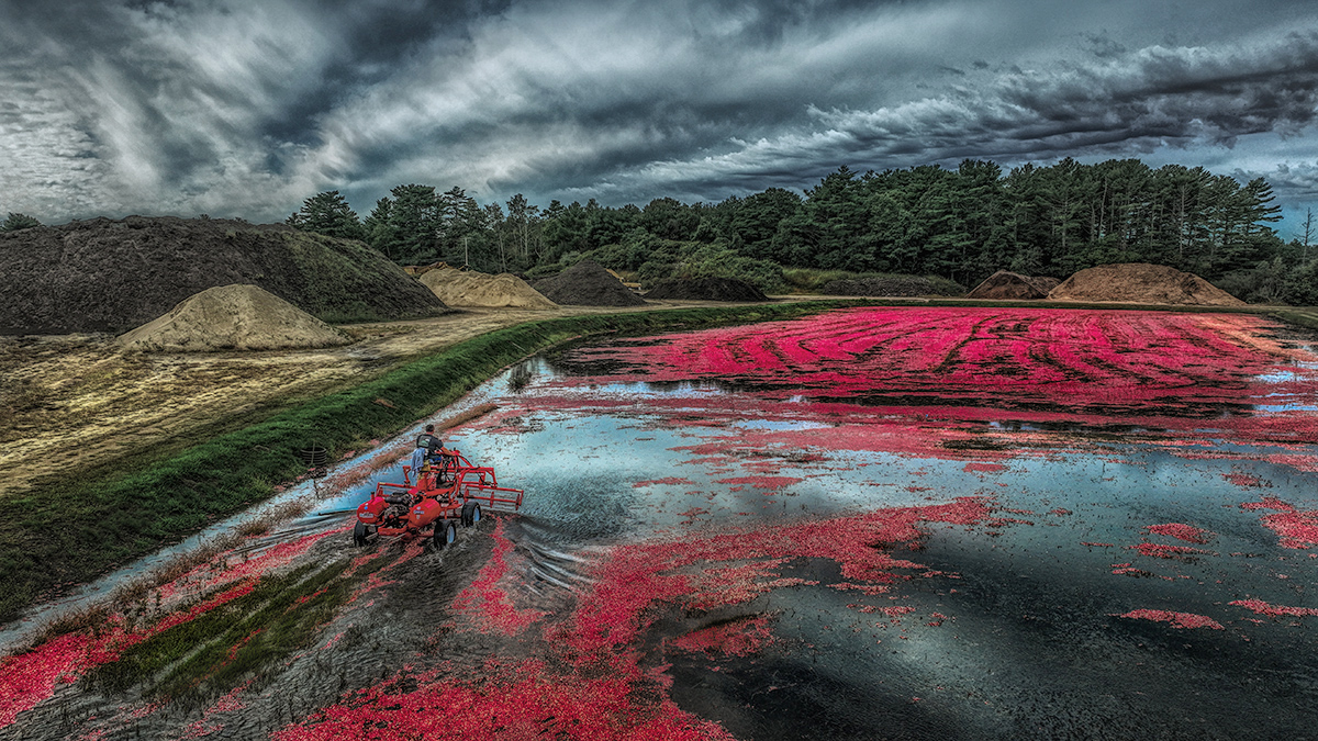 Cranberry Harvest