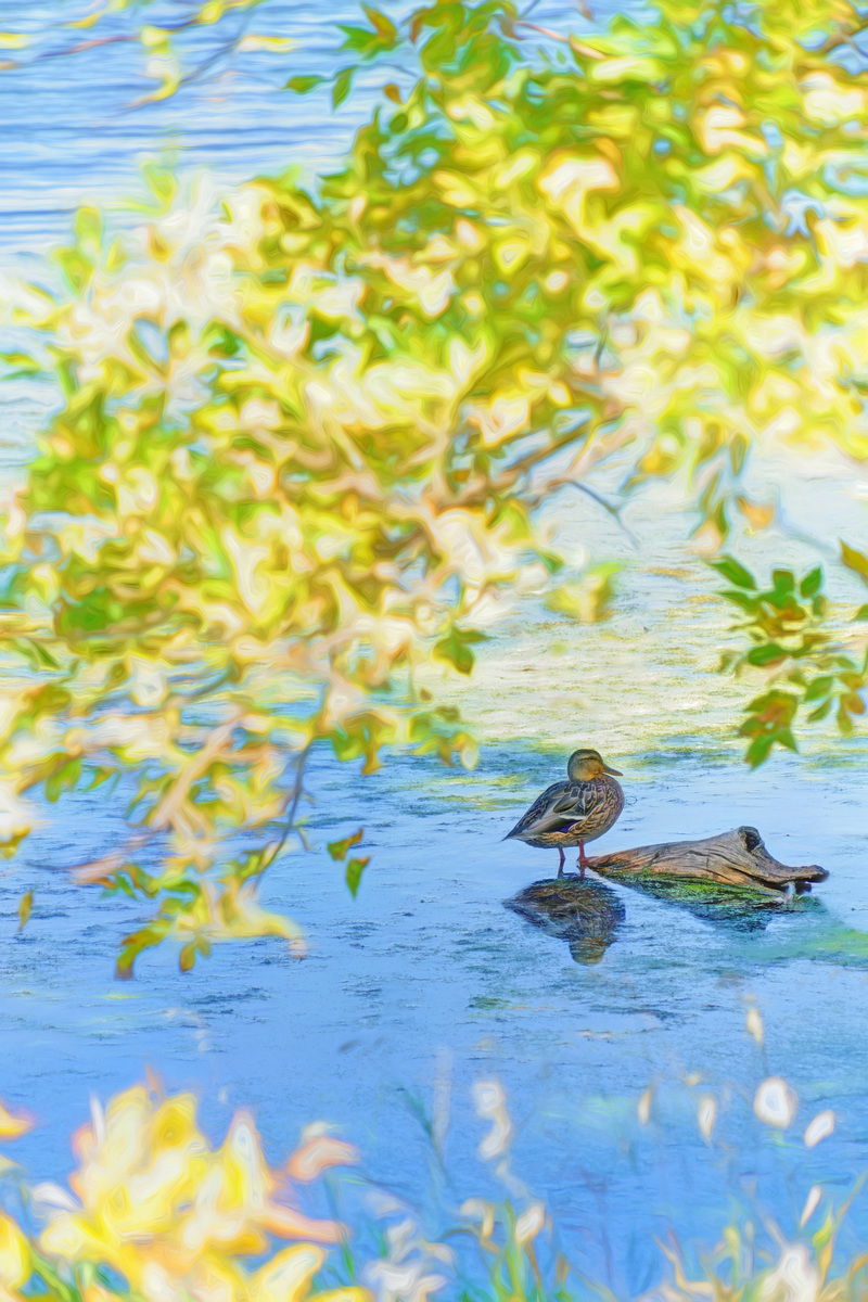 Edge of the Lake