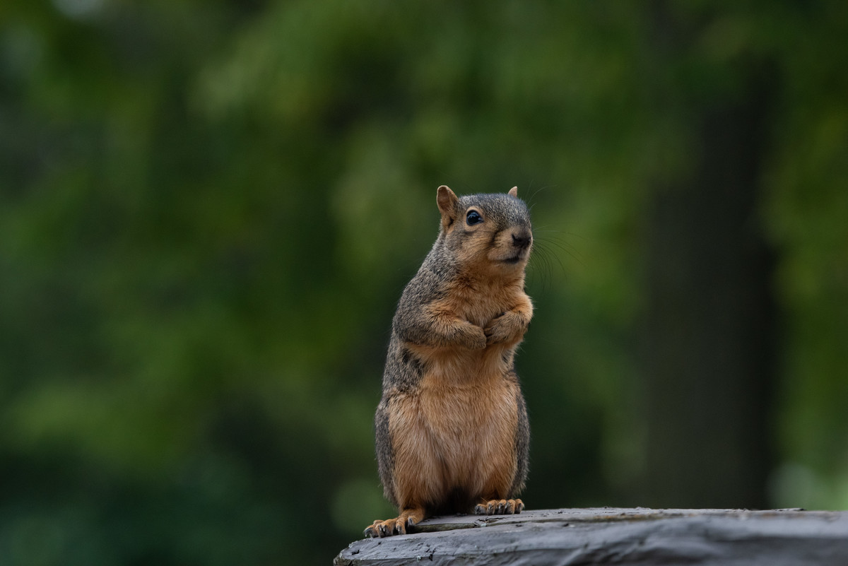 Roscoe Waiting on His Roasted Walnuts