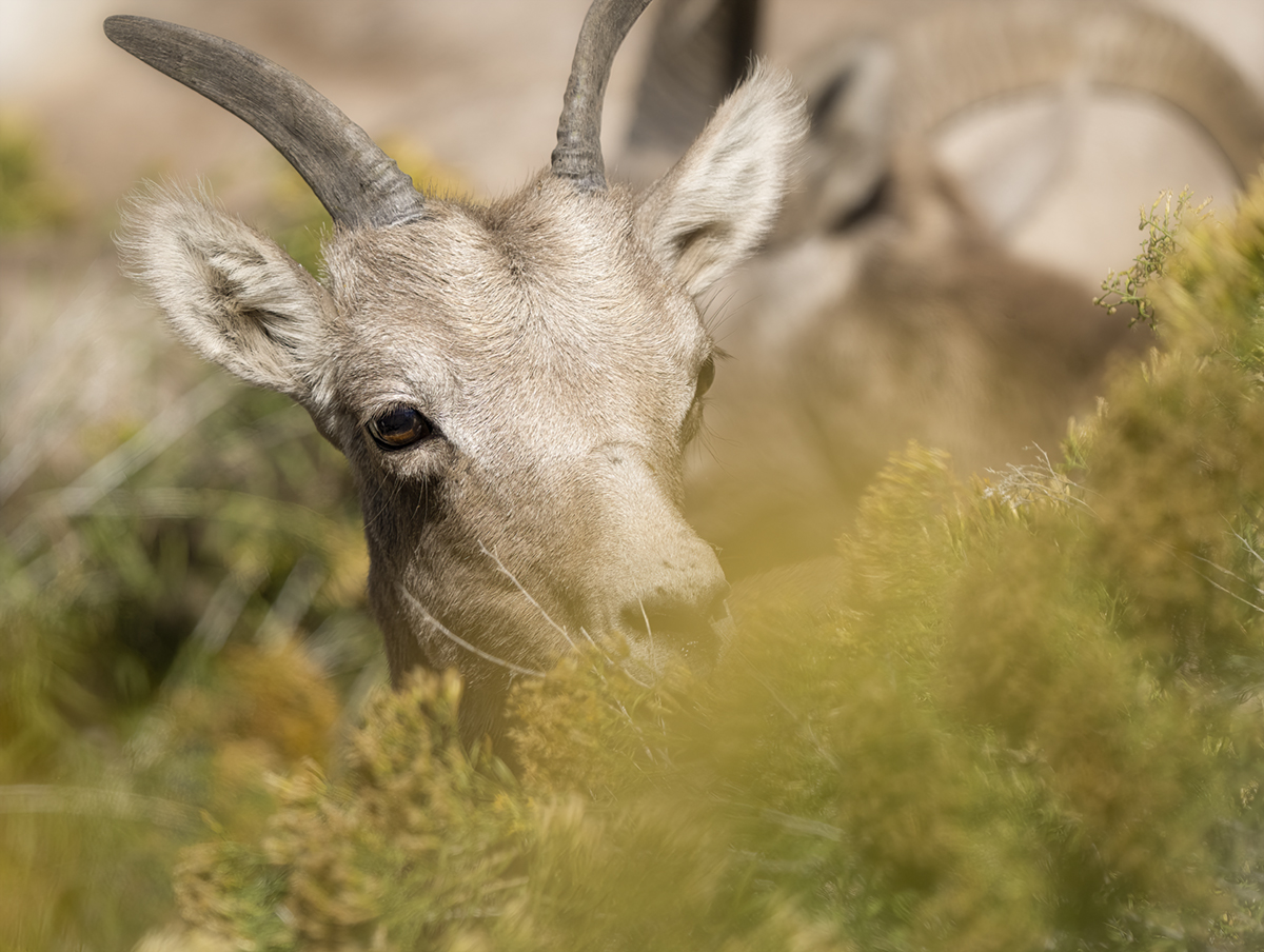 Two Bighorn Sheep