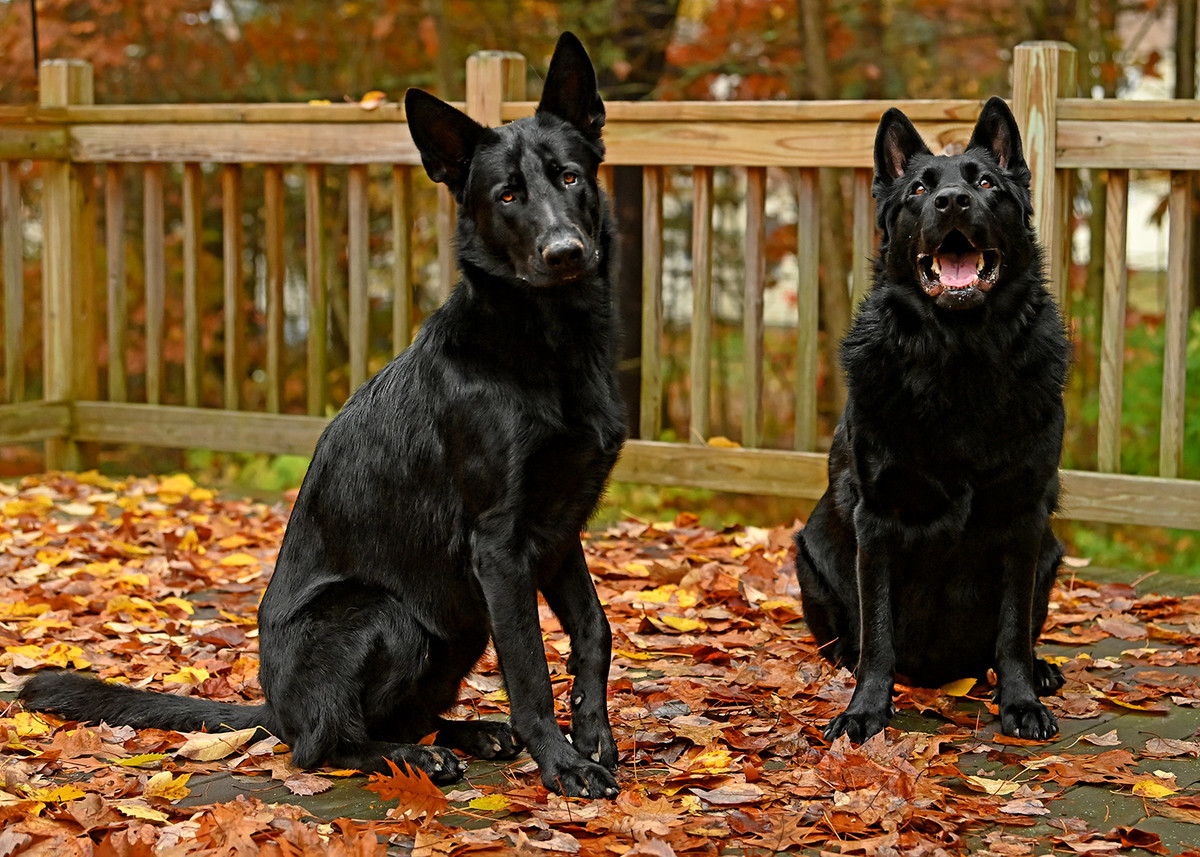Brothers from another mother
