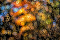 fall's last hurrah