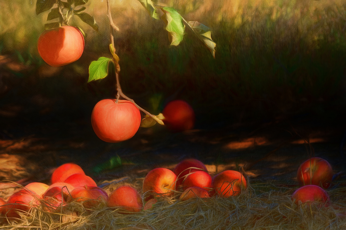 In the Shade of the Old Apple Tree