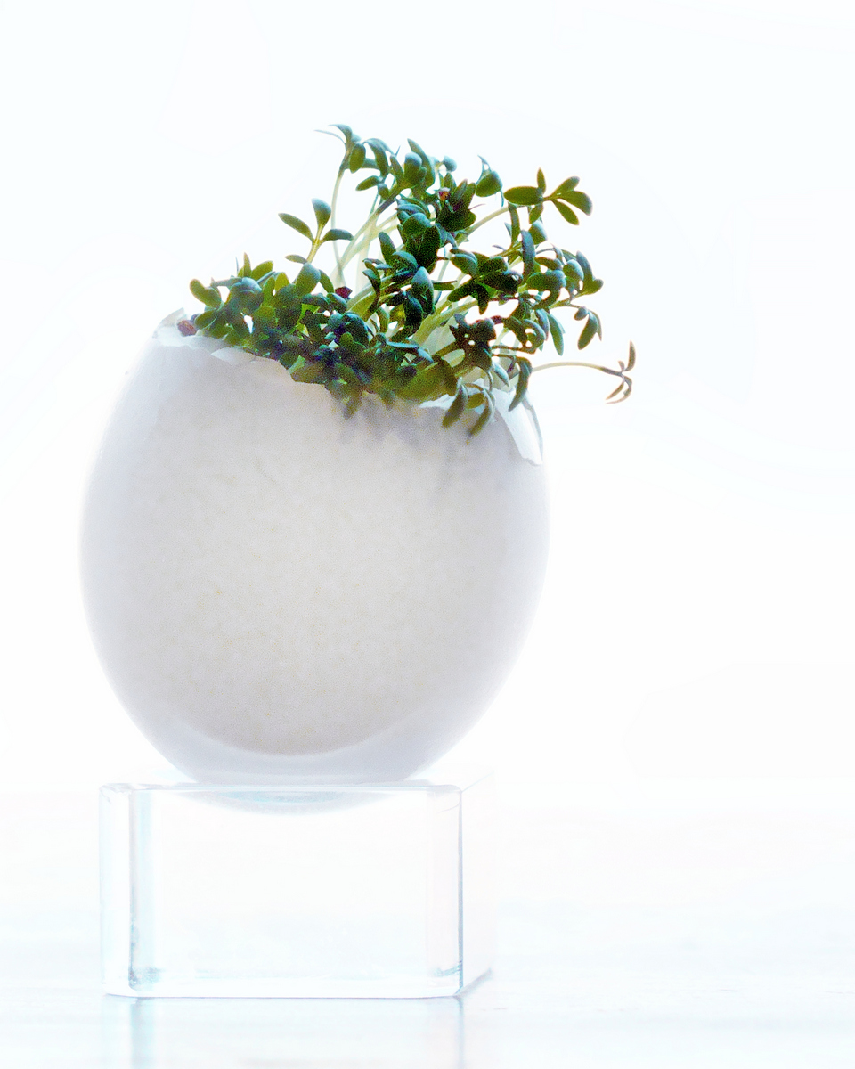 Cress in Eggshell