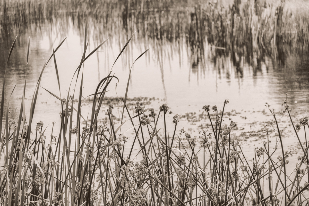 The Pond