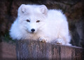 Arctic Fox