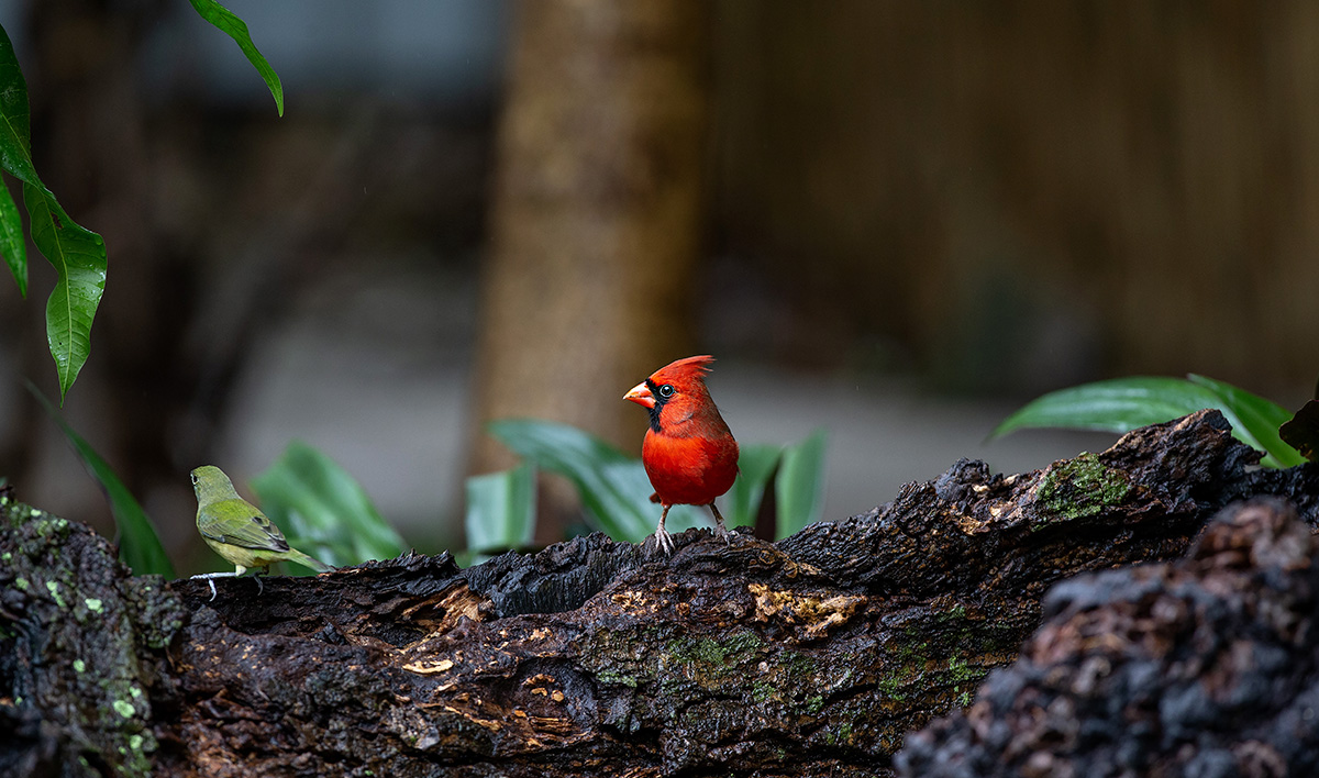 Garden Visitors