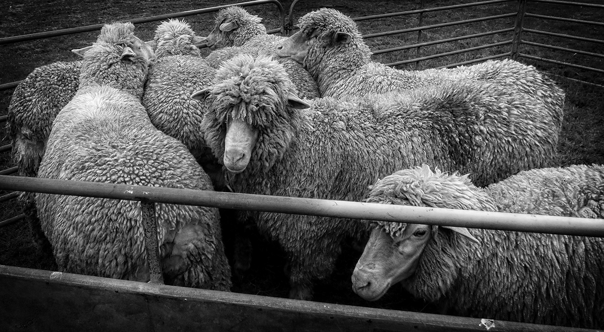 Sheep  at the Show