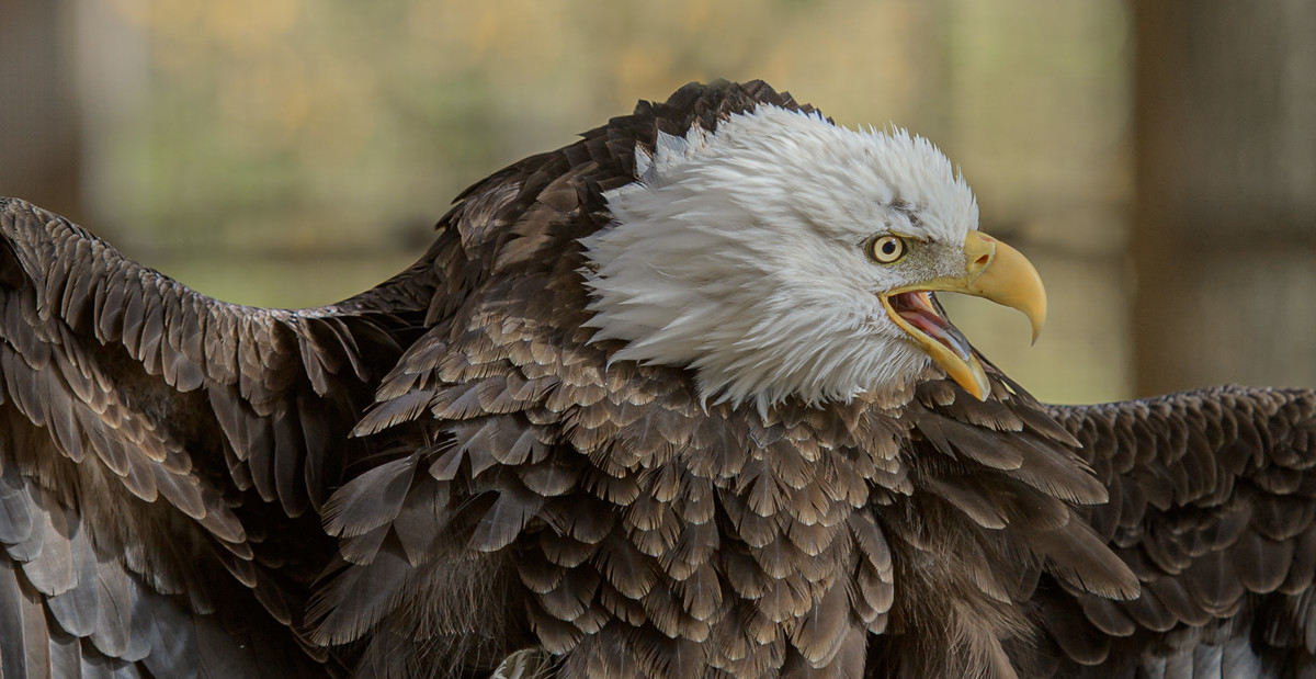 Portrait of a Bald Eagle