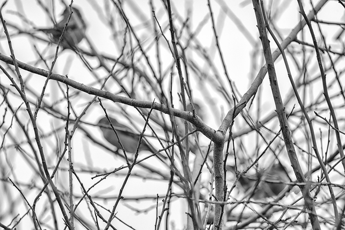 Birds & branches