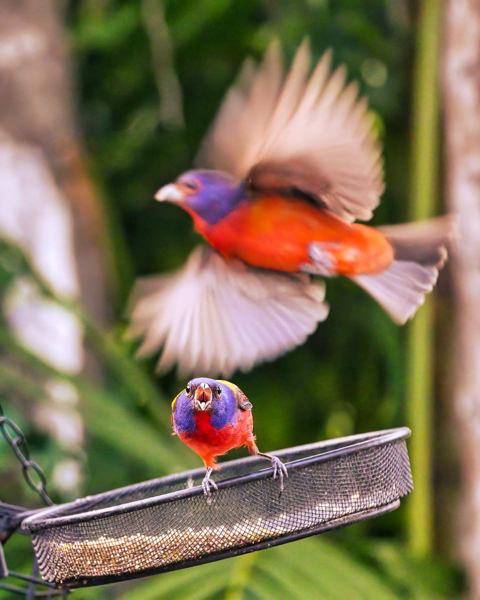 Drama at the Bird Feeder