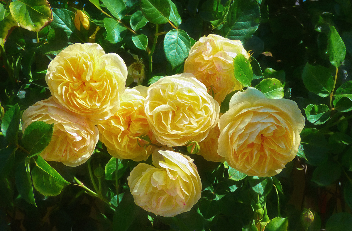 Roses at the Station