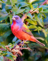 Florida Birding - January