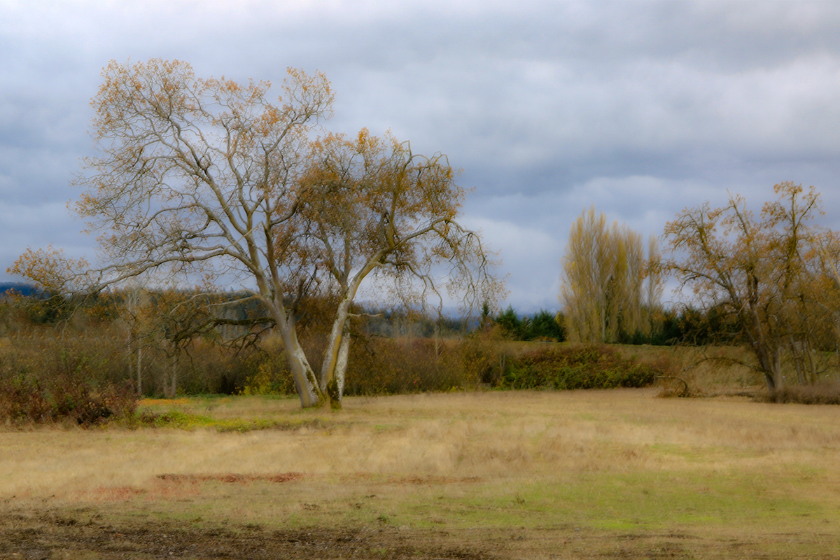 Fall in Washington