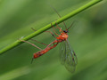 Orange Caterpillar Parasitoid Wasp (Netelia producta)