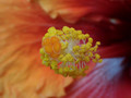 Tropical Hibiscus