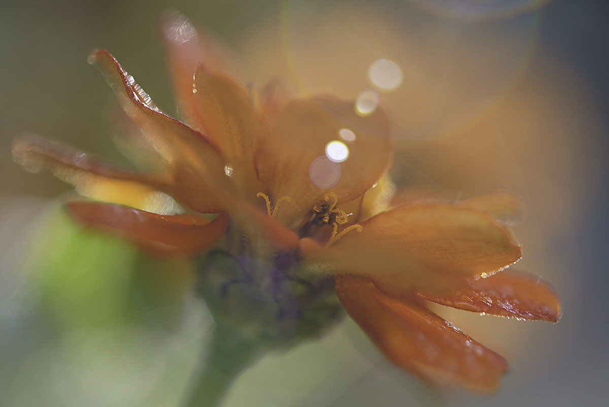 orange morning