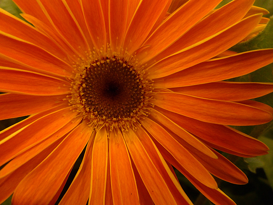 Orange Flower