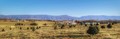 Christmas Tree Farm in the Valley (Not Much Left) 