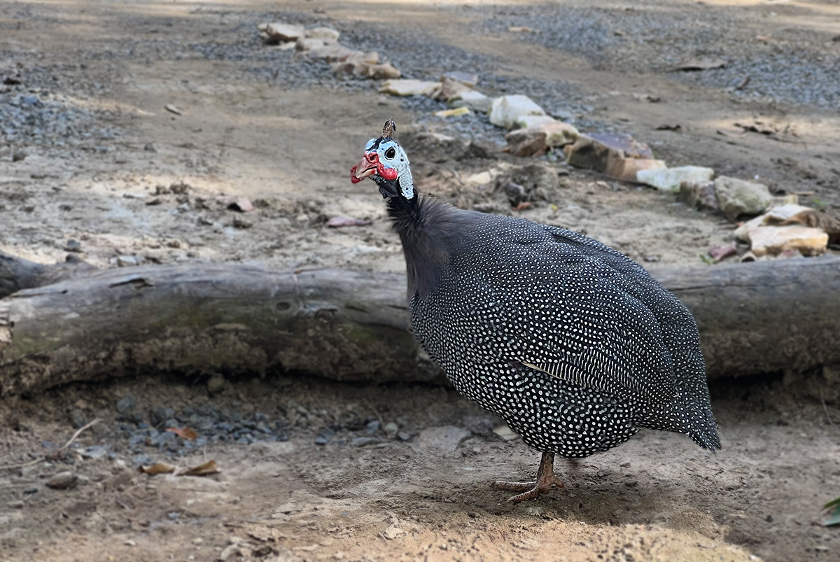 Guinea fowl