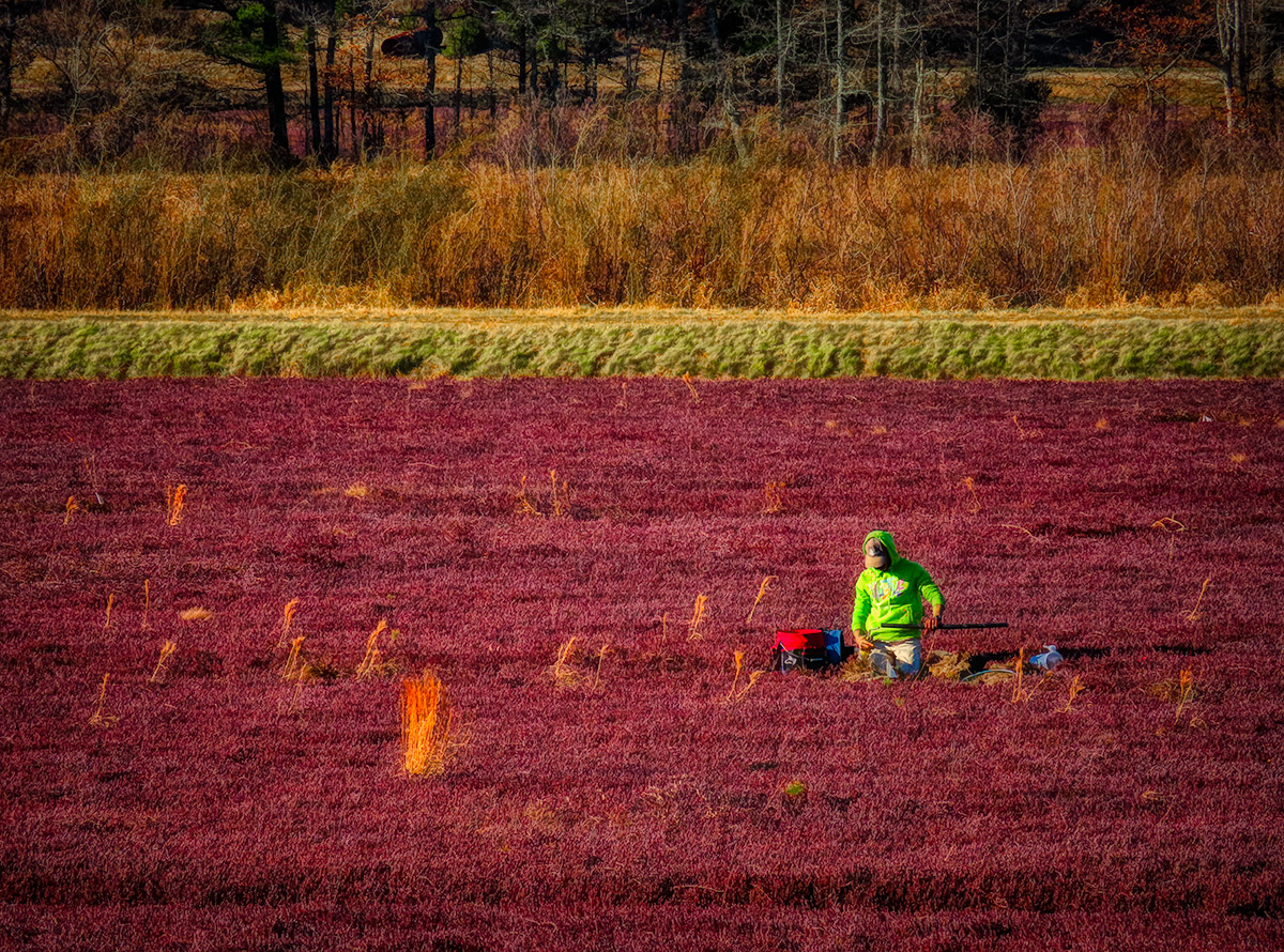 Winterizing the Bog