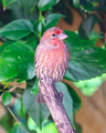 Underrated Beauty of the Very Common House Finch
