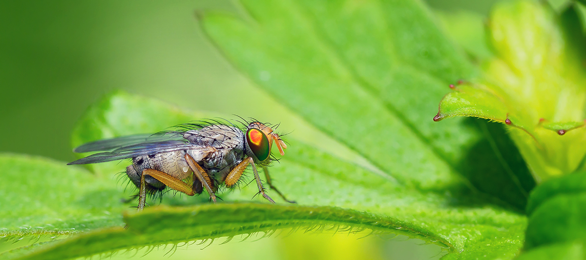 Flies - Much Maligned. They pollinate, clean up waste, have medical uses & can be quite beautiful.