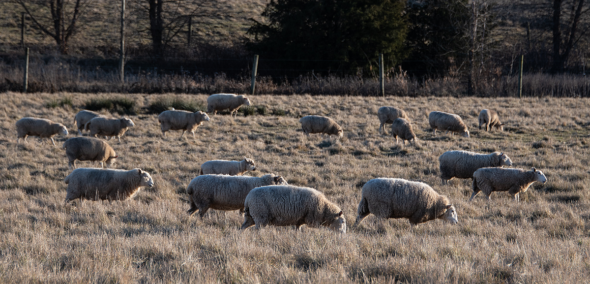 Lawnmowers are Over-Rated