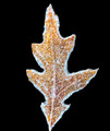 Frosty