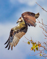 Osprey On A Mission