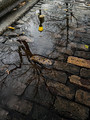 A tranquil morning puddle