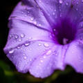Morning Dew 