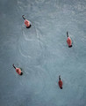 A small gaggle on the water