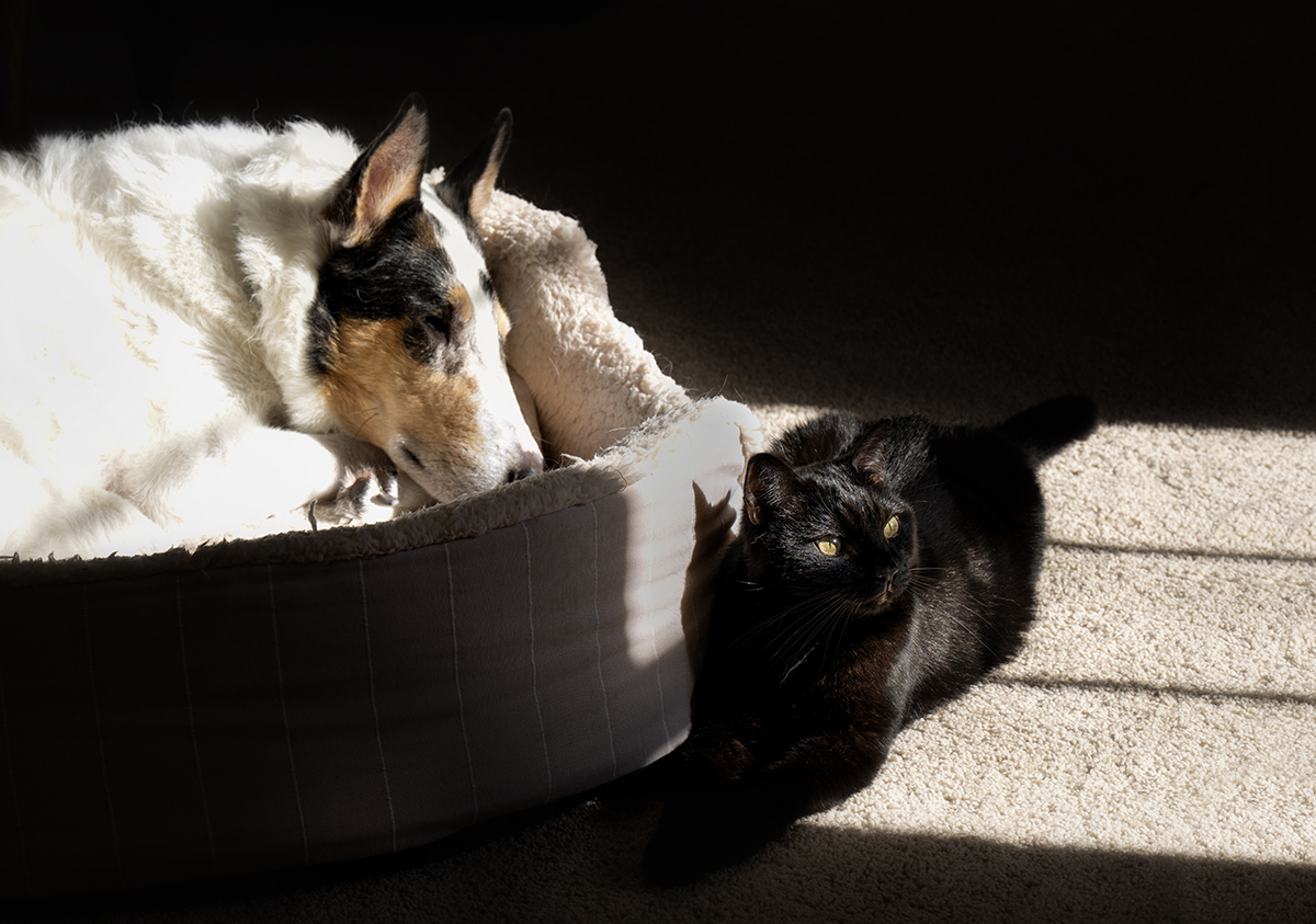 Of Dark and Light