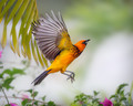Take-Off, Spot-Breasted Oriole