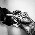 Cat Fight